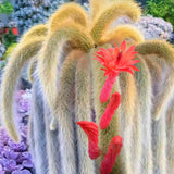 XL Size Trailing Monkey Tail Cactus Plant Live for House Plant, Live Succulents Plant for Planting Indoor Oudoor, 10 to 15 Inches Tall, No Pot