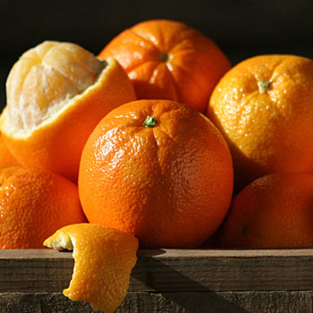 Navel Orange Tree Live Plant, 3-4 Feet Tall Grafted Citrus Tree, Sweet Seedless Orange Fruit Tree for Outdoor Planting