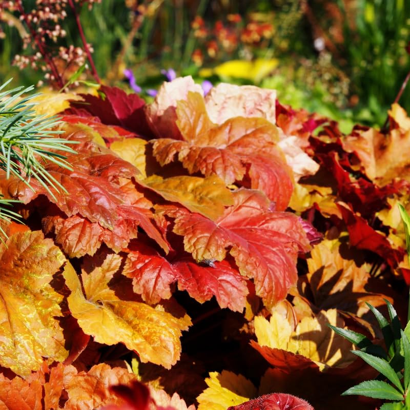 Set 2 Heuchera Bushes Live Plants, Live Perennial Coral Bells for Planting, 4 to 8 Inches - Red Orange