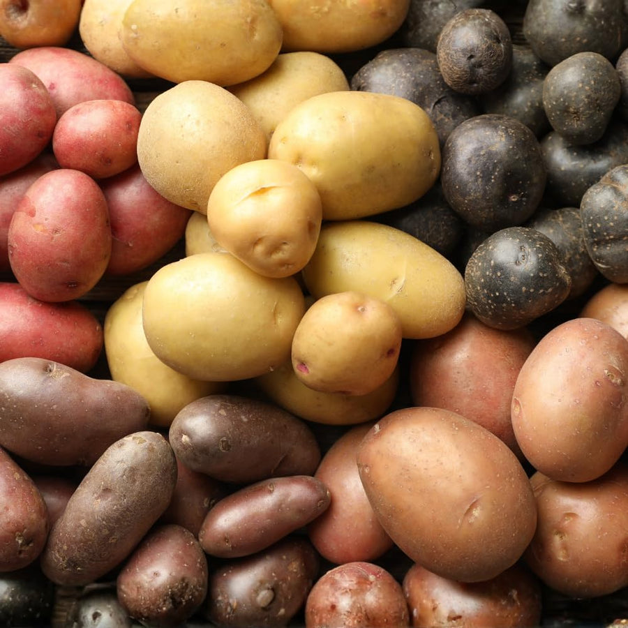 2 Lbs Mixed Potatoes for Planting - Assorted Potato Tubers for Outdoor Garden, Raised Beds, and Container Growing, Potatoes Bulbs Tubers Vegetable