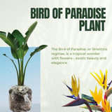 Bird of Paradise Plant Live, 5" to 12" Tall, Established Roots, Strelitzia Reginae Live Plant Houseplant Indoor Outdoor (Yellow)