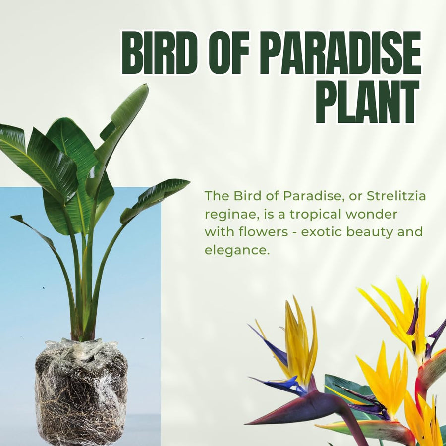 Bird of Paradise Plant Live, 5" to 12" Tall, Established Roots, Strelitzia Reginae Live Plant Houseplant Indoor Outdoor (Yellow)