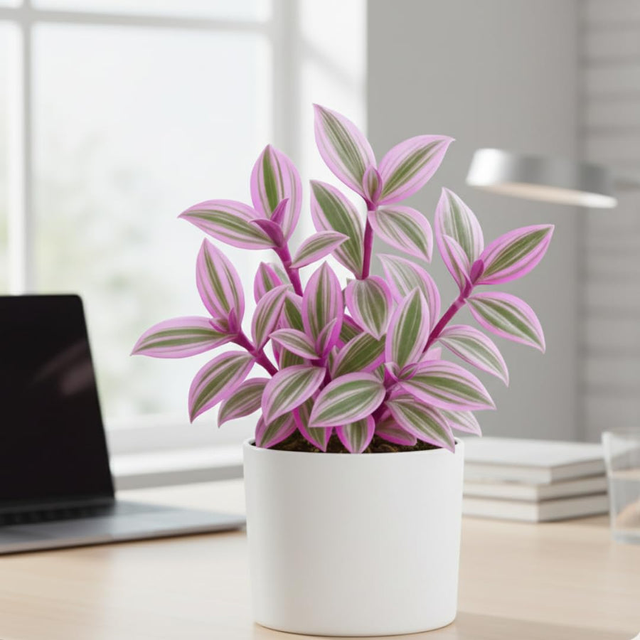 Pink Wandering Jew Live Plant, Tradescantia Nanouk Live Houseplant, Rare Nanouk Pink Wandering Jew Live Plants Indoor (2 Inch Pot)