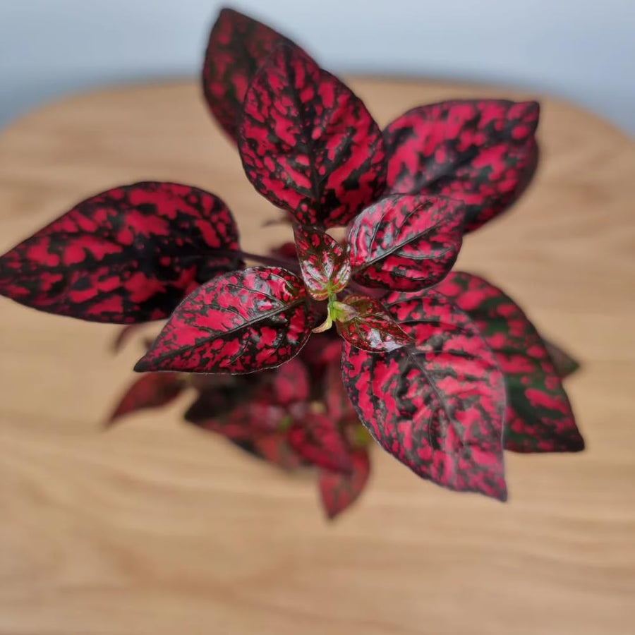 Set 3 Red Polka Dot Plants, Polka Dot Houseplant, Indoor Outdoor Planting 4 Inch Tall