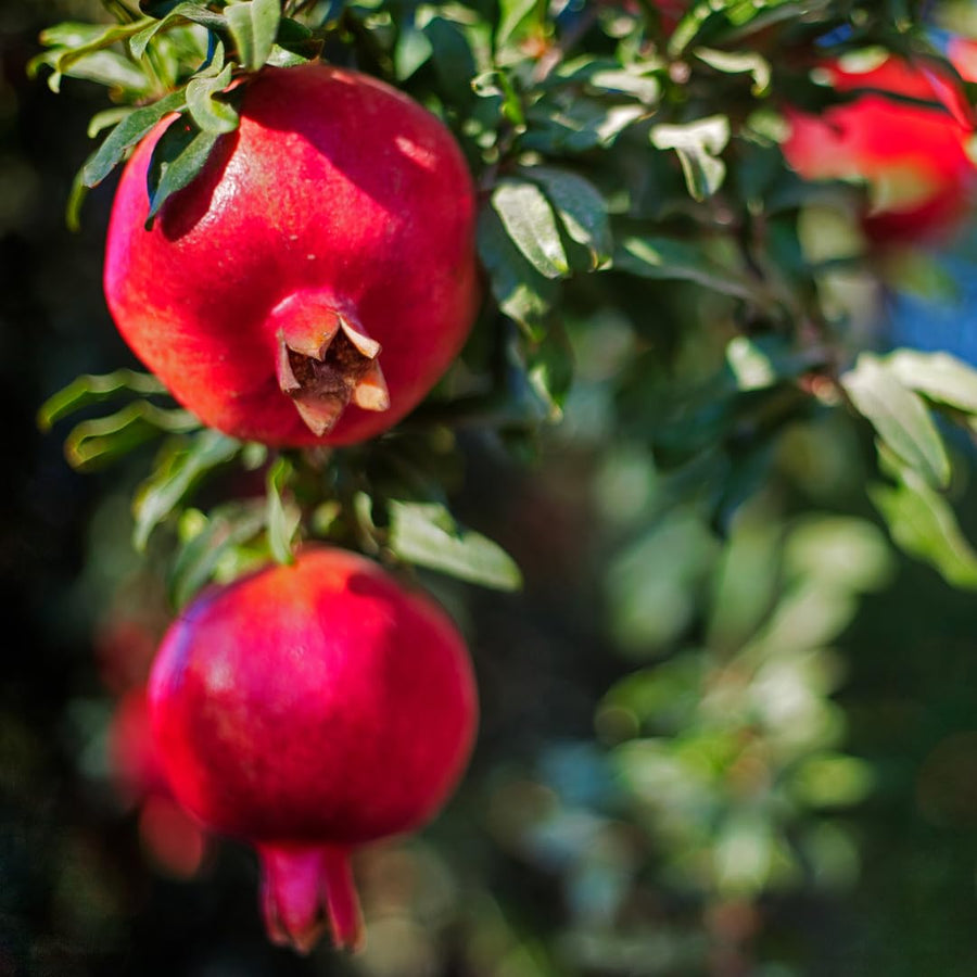 Sweet Pomegranate Tree Live Plant, Wonderful Pomegranate Tree, Zone 8 to 11, Size 10 to 12 Inch Tall, Well Rooted, Easy to Plant