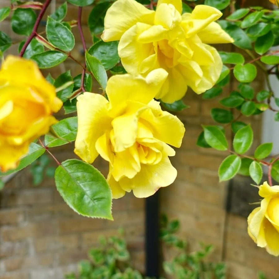Sunrosa Rose Plant Live, Come Bare Root with Soil, No Leaves, 5 to 7 Inches (Yellow)