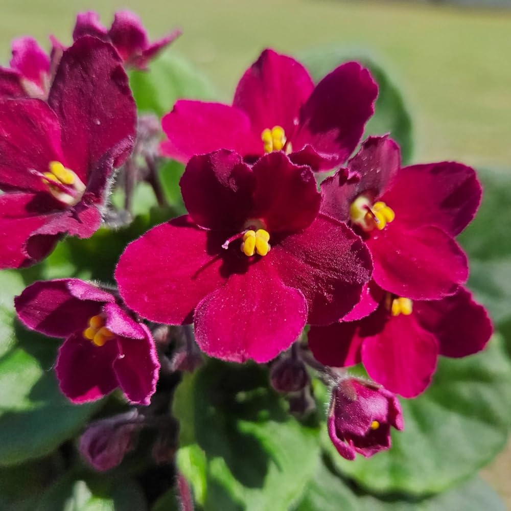 Burgundy Red African Violets Live Plant in 4" Pot, Starter African Violet for HouseplantIndoor Outdoor Home Decor