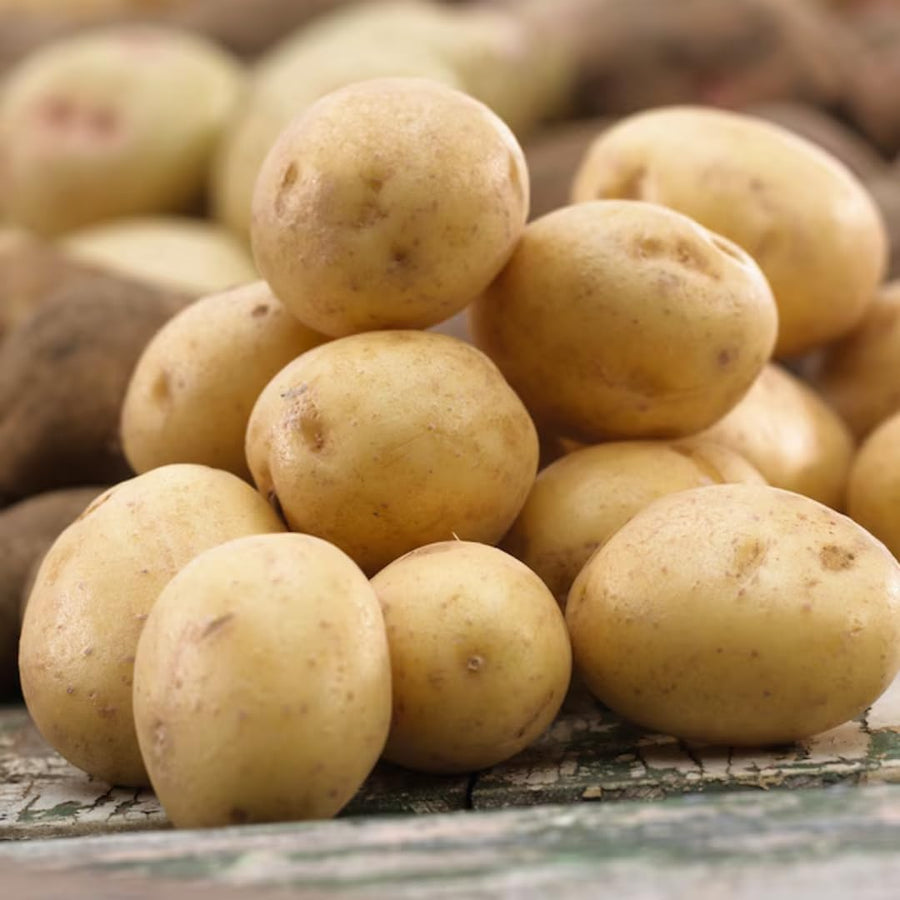 High Yielding Yukon Potato Tubers, 1 Pound Potatoes Plants Bulbs for Outdoor Growing,Vegetables Heirloom Potato Seeds Live Tuber for Home Garden