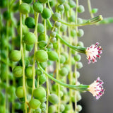 String of Pearls Plant Live in 2" Pot, Succulent Vine, Trailing Indoor Houseplant for Hanging Baskets (Green String of Pearls)