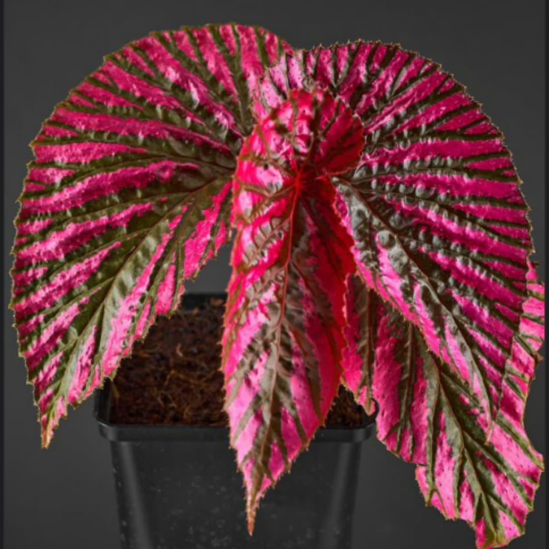 Begonia Live Plant Outdoor, Can Grow As Weeping Begonia, Fast-Growing, Easy-Care Flowering Plant for Gardens Containers, 5-9” Tall, No Pot, Begonia Maculata Plants (Vibrant Red Leaf)