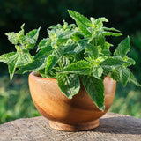 4 Lemon Balm Herb Plants, 5-9" Tall, Hardy Perennial Fragrant Lemon Herb for Pot, or Home Garden