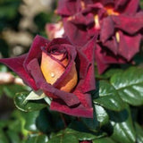Rare Rose Bush Live Plant - Rose Plant Live to Grow - Bareroot 5-10 Inch Tall - Fragrant Rose Flowers Shrub - No Pot (Dark Night Rose)