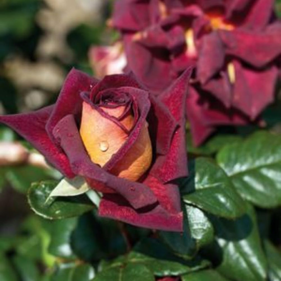 Rare Rose Bush Live Plant - Rose Plant Live to Grow - Bareroot 5-10 Inch Tall - Fragrant Rose Flowers Shrub - No Pot (Dark Night Rose)