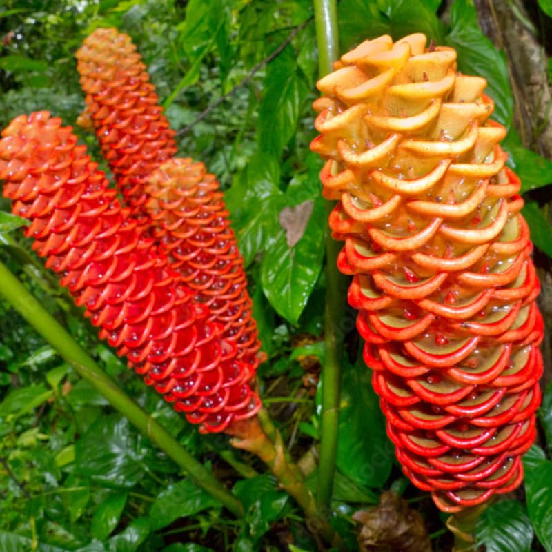 2 Shampoo Ginger Plants Live for Planting, Tropical Flowering Plant for Garden or Patio, Hardy Ginger Plant No Pot, 5-9" Height