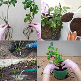 Climbing Bush Roses for Garden, Fragrant and Hardy Rose Plants for Outdoor Planting, No Pot, 5 to 9 Inc Tall Starter Plant Well-Rooted, Hot Pink Blooms