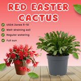 Easter Cactus Live Plant, Easter Cactus Plant 5 Inches in Height, 4 Inch Pot, Bright Bloom Flowering Houseplant for Planting (Red)