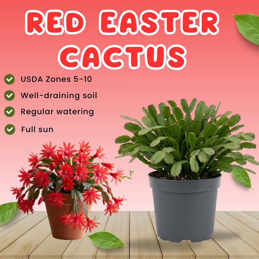Easter Cactus Live Plant, Easter Cactus Plant 5 Inches in Height, 4 Inch Pot, Bright Bloom Flowering Houseplant for Planting (Red)