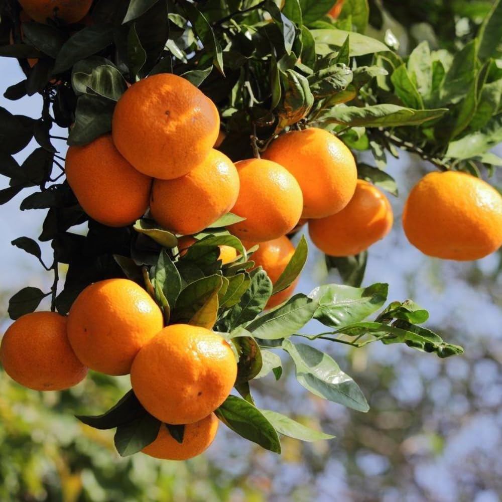Tangerine Tree Live, 3 Feet Grafted Citrus Tree for Outdoor Planting, Sweet Tangerine Fruit Tree, Orange Tree