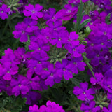 Perennial Purple Verbena Plants Live, Sets 6 Plants Verbena for Planting, No Pot, Size 5-9 Inc Tall, Spring Plants Verbena for Trailing Basket, No Pot