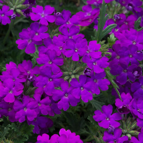 Perennial Purple Verbena Plants Live, Sets 6 Plants Verbena for Planting, No Pot, Size 5-9 Inc Tall, Spring Plants Verbena for Trailing Basket, No Pot
