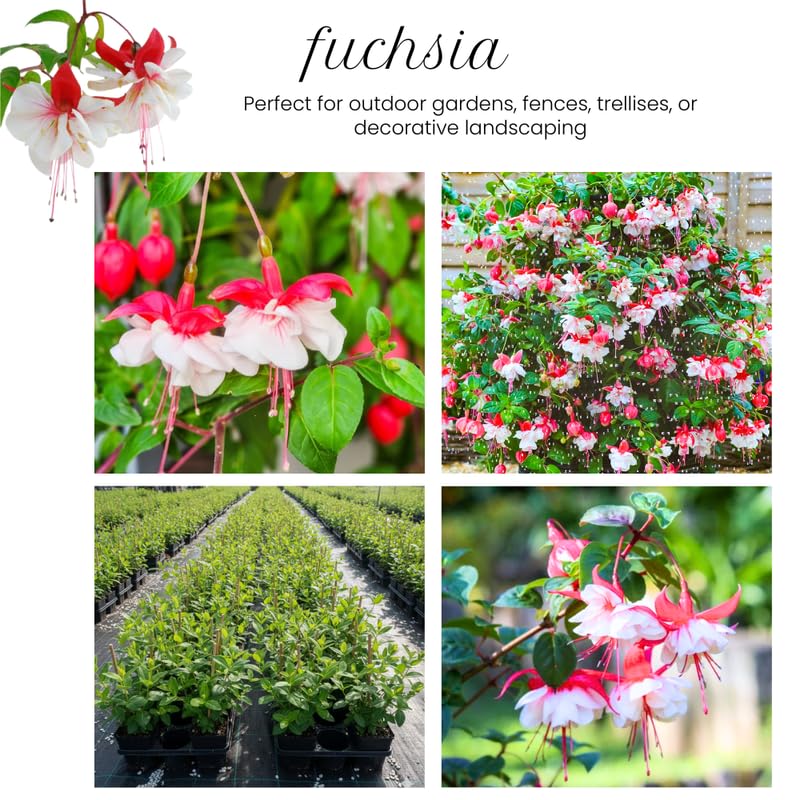 Pink White Fuchsia Plant Live in 5-Inch Pot, Hanging Basket Flower, Hardy Fuchsia Vine for Shade Gardens, USDA Zones 8-11