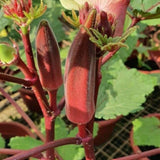 50 Count Red Okra Seeds for Planting, Red Okra Vegetable Seeds for Garden Planting and Yard Growing