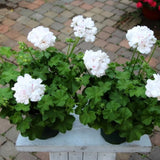 White Geranium Plants Live, 2 Plants, Geranium Flower Plants, Size Plant 4 Inches