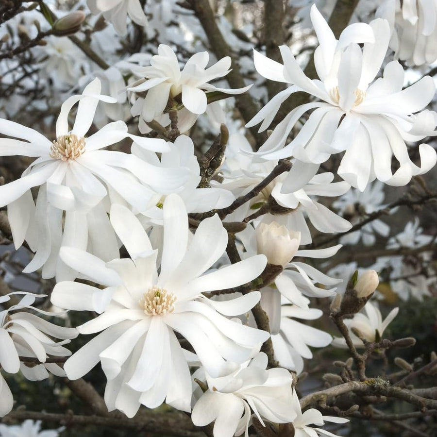 White Magnolia Plant Live, 6-12 Inch Tall, Magnolia Tree in 2.5” Pot, Flowering Ornamental Tree
