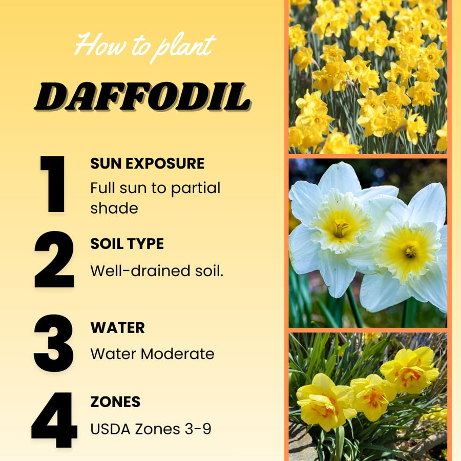 Set of 10 Daffodil Bulbs, Mixed Color Flower, Spring Blooming Flower Bulbs for Outdoor Growing