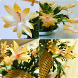 Yellow Christmas Cactus Plant Live Christmas Cactus, Holiday Cactus Live Plant Pot, Houseplant, 5 to 7 Inc Tall