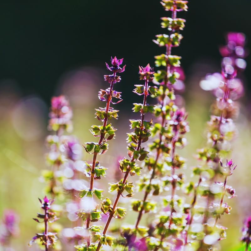 5 Blue Basil Live Plants, Live Basil Plants from 3 to 7 Inc Tall, Basil Plant Seedlings, Basil Plants Live Growing Outdoor