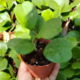 Hoya Kerrii Plant Live, 3-5'' Tall, Hoya Plants Live Houseplant, Well-Rooted for Indoor Outdoor Landscape