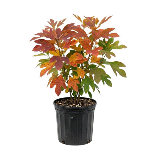 Set of 2 Sassafras Seedlings Plant, 12-18" Tall, Sassafras Live Trees for Outdoor Planting, Bare Root in Winter