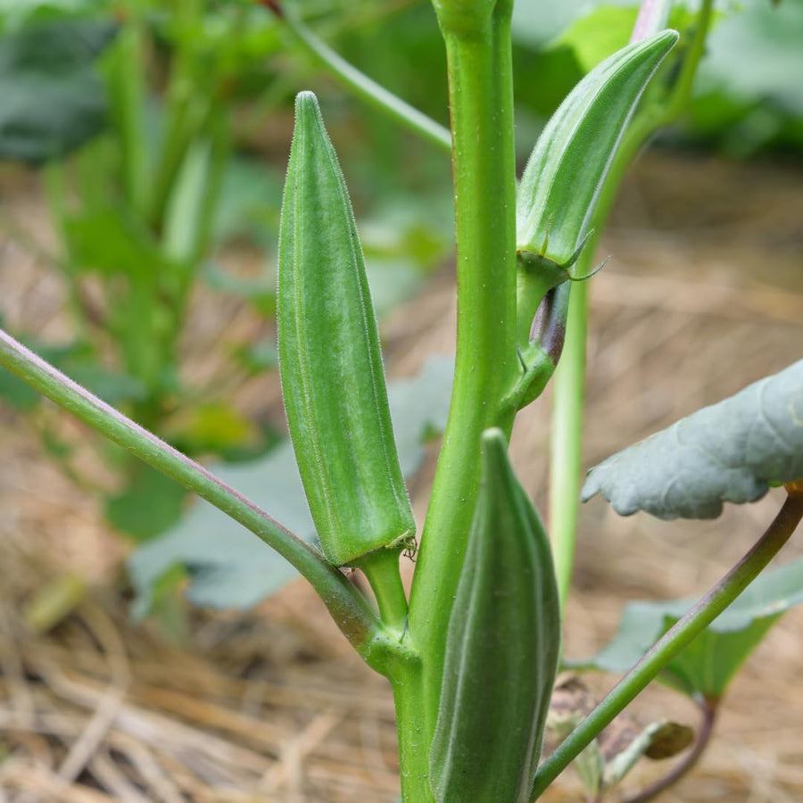 2 Live Green Okra Plants, 4 to 8 Inches Tall, Okra Starter Plants, Fast-Growing Vegetable Plants for Raised Beds and Gardens