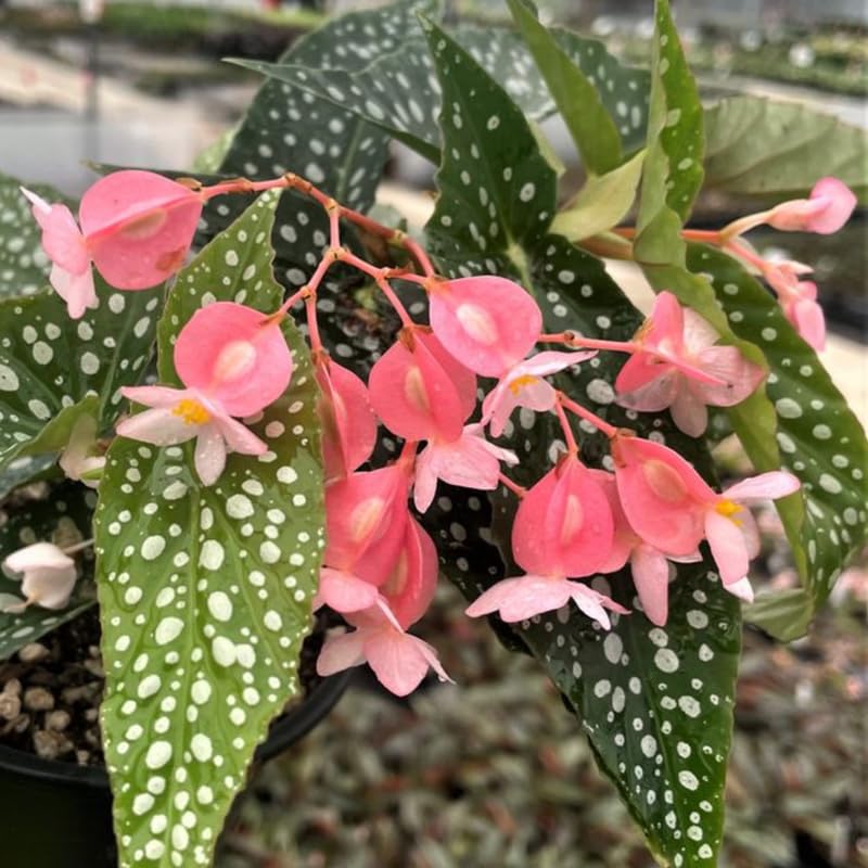 Set 3 Begonias Live Plants, Angel Wing Begonia Maculata Polka Dot, No Pot, Starter 4 to 8 Inc Tall, Indoor Outdoor Houseplant