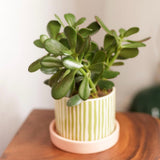 Jade Succulent Live Plant, Rare Succulent Plant in 2 Inches Pot, Ready to Grow House Plant