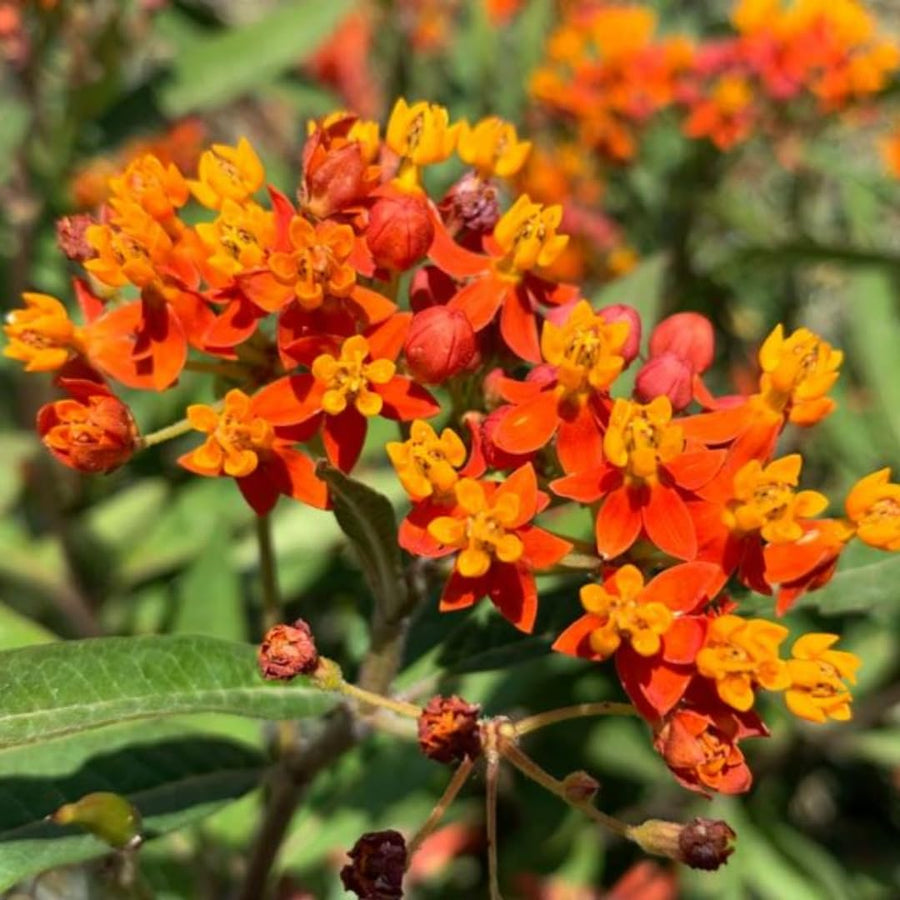 2 Red Butterfly Milkweed Plants Live, Live Milkweed Plants, Asclepias Tuberosa Plant for Gardening, 5 to 7 Inc Tall