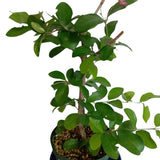 2 Acerola Barbados Cherry Trees Live Plant, 5-10 Inch Tall, Barbados Cherry Plants Live for Planting