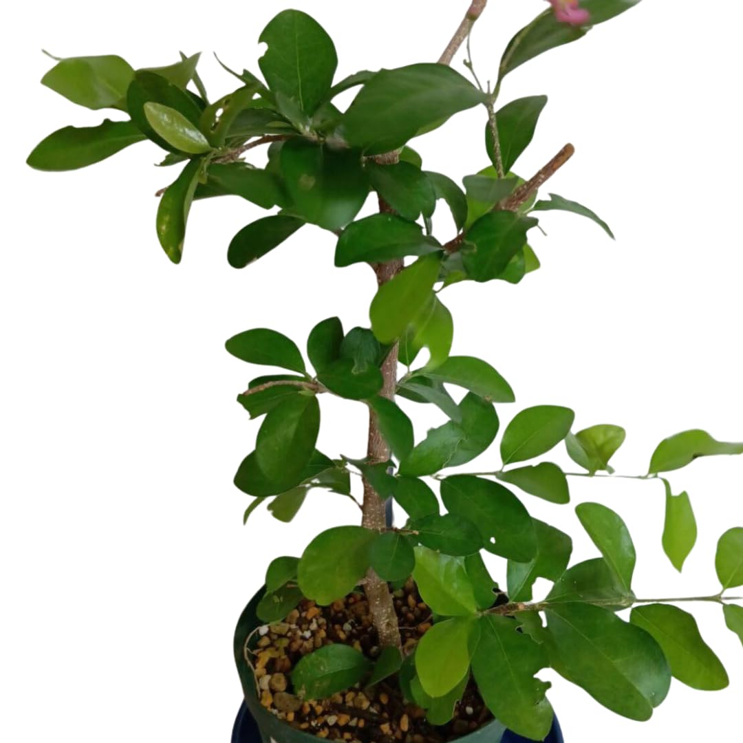 1 Acerola Barbados Cherry Tree Live Plant, 12-18 Inch Tall, Sweet Cherry Plant Live for Planting