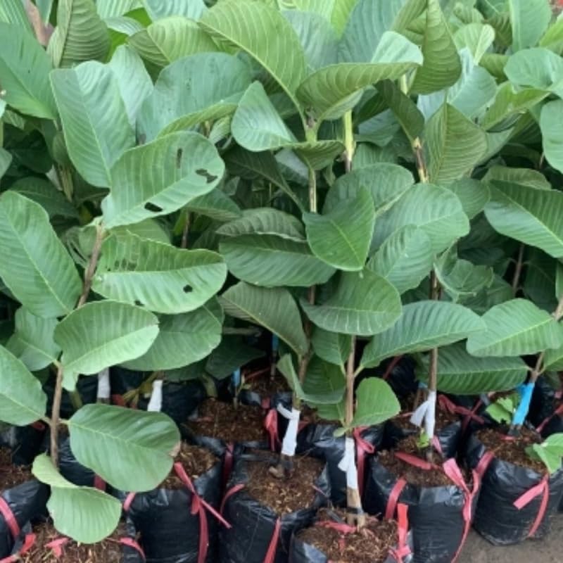 Pink Guava Tree Live Plant, 8 to 15 Inc Tall Guava Tree Cold Hardy, Live Guava Plant Planting Outdoor, No Pot