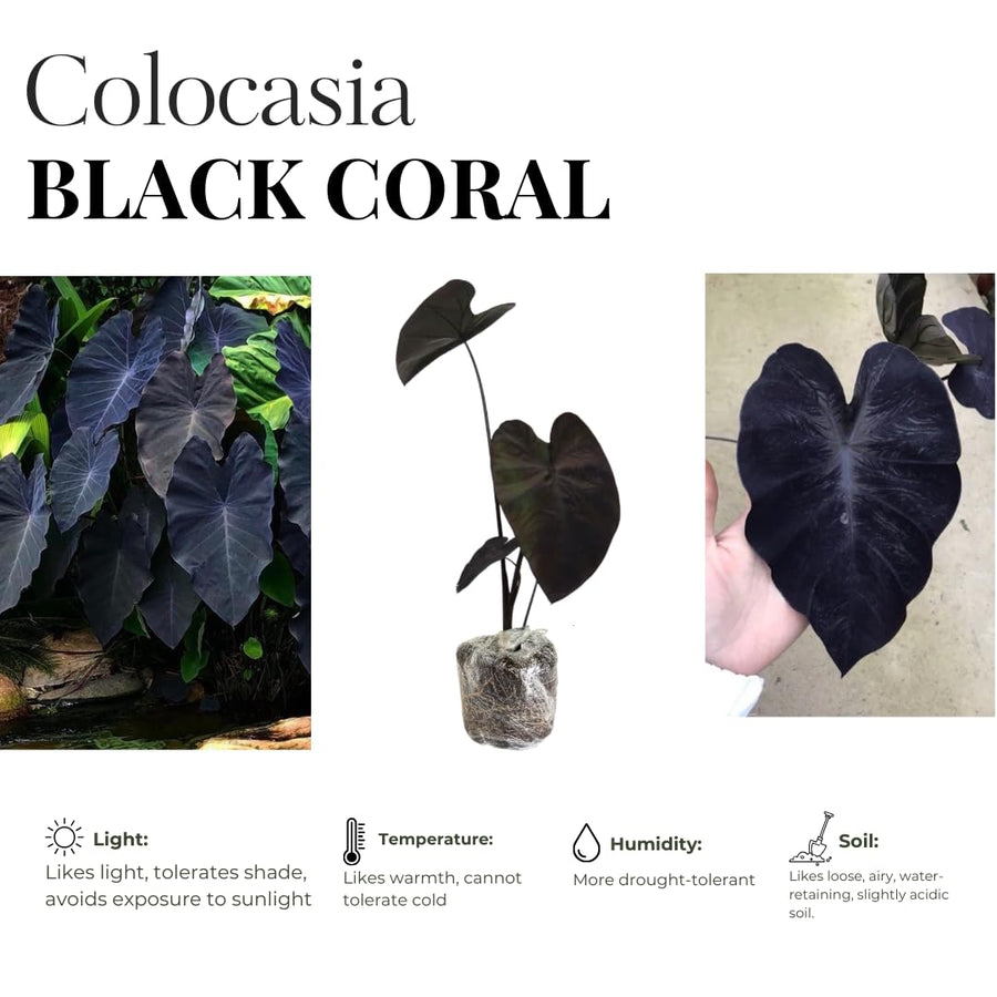 3 Colocasia Plants Live, Elephant Ear Caladium Esculenta Plants, 5 to 8 Inc Tall (Coral Black)
