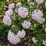 Pink Viburnum Live Plant, Hardy Viburnum Tree Plant, Pink Flower Gardening, 2.5 Inches Pot