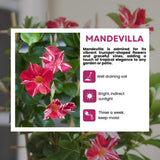 2 Stripe Red Mandevilla Live Plants, Mandevilla Flowering Vines Trellis, 4-9 Inch Tall Plants for Hanging Baskets, Container and Garden Growing
