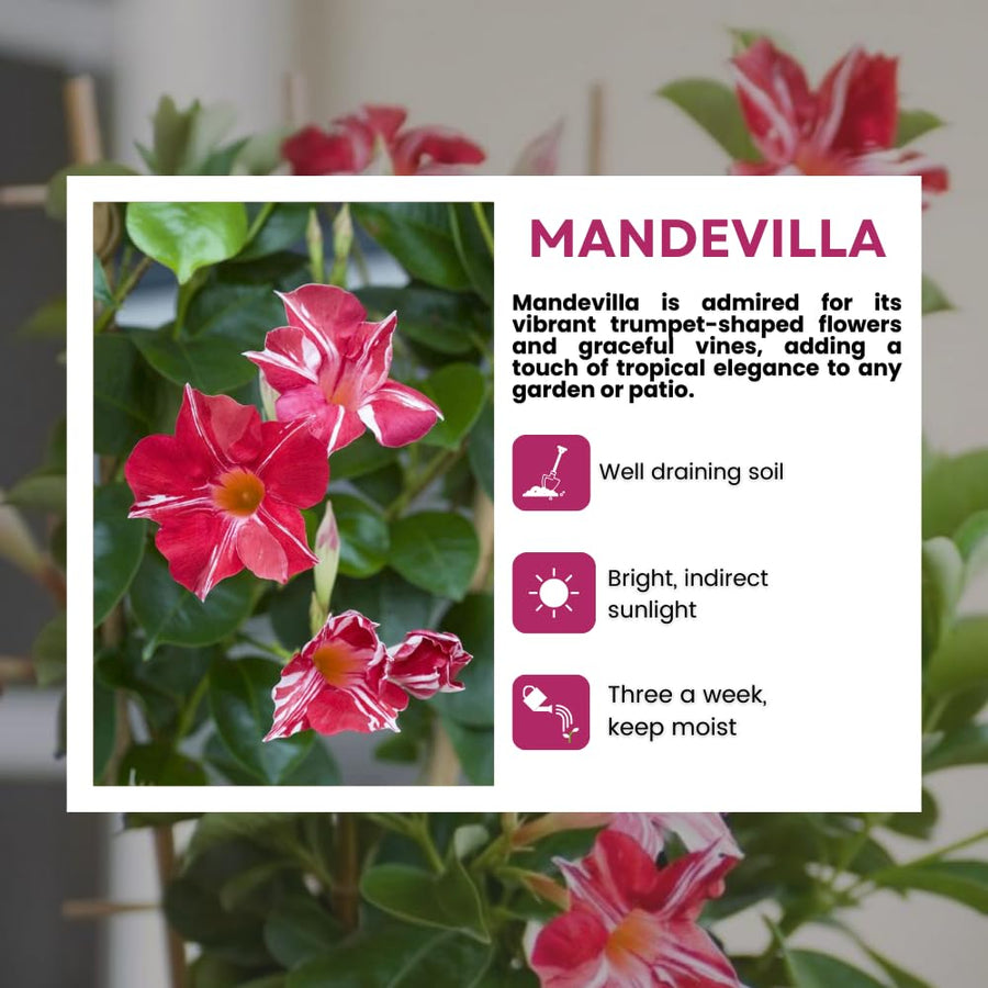2 Stripe Red Mandevilla Live Plants, Mandevilla Flowering Vines Trellis, 4-9 Inch Tall Plants for Hanging Baskets, Container and Garden Growing