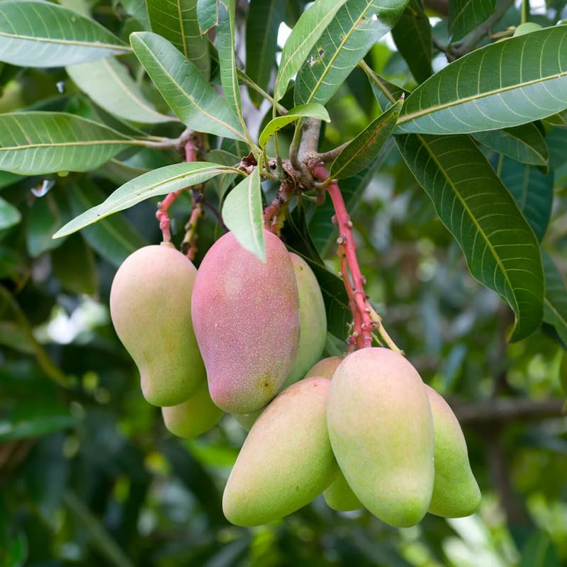 Grafted Mango Tree Live, 2 Feet Tall, Tropical Pride Mango Fruit Tree for Outdoor Planting