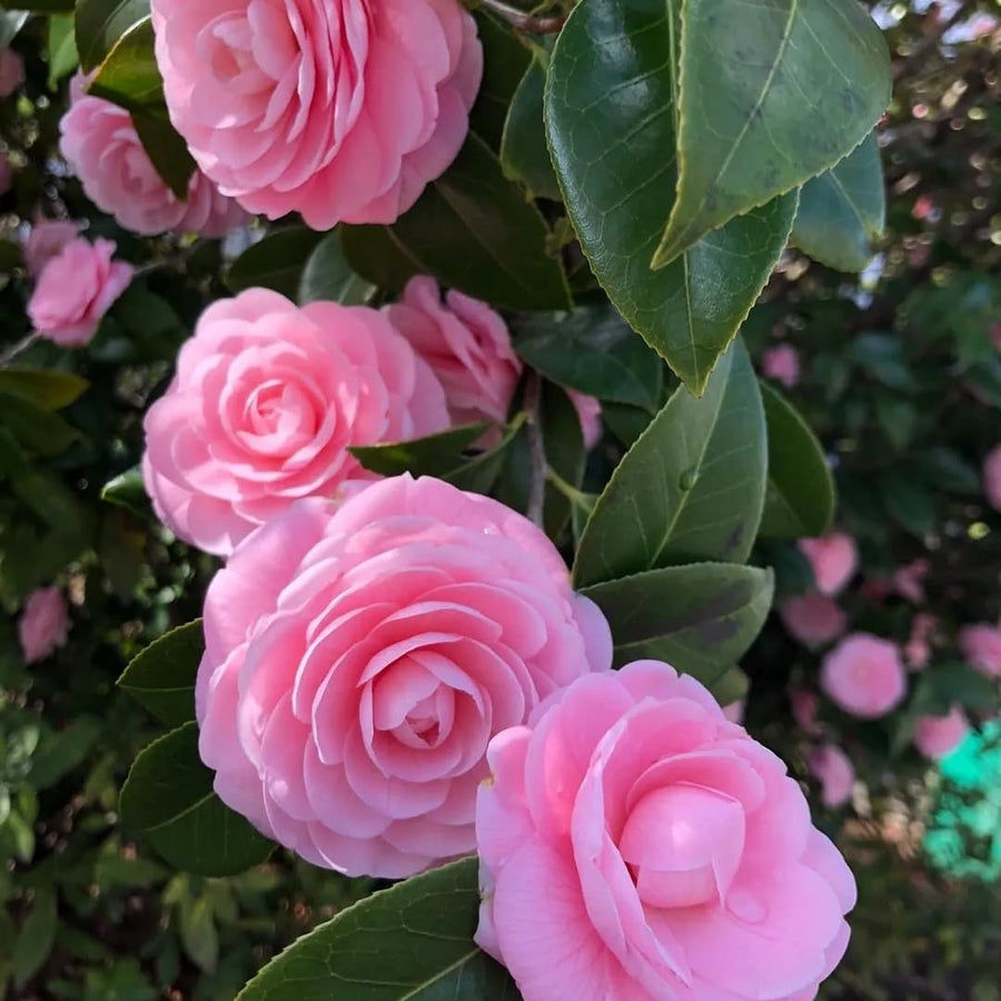Camellia Plant Live for Outdoor Planting, Camellias Starter in 4'' Pot, Vibrant Ornamental Blooms, 8-12'' Tall (Pink Camellia)