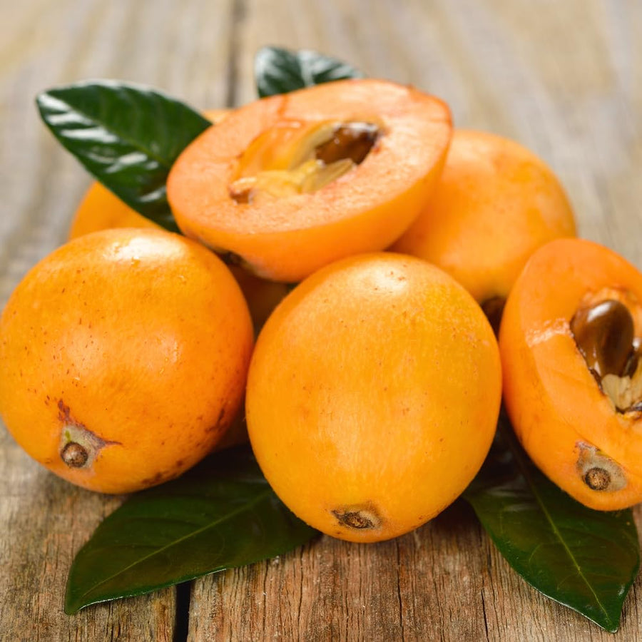 Golden Loquat Live Plant 8-10″ Tall, Tropical Fruit Tree Well Rooted, Outdoor or Container Planting