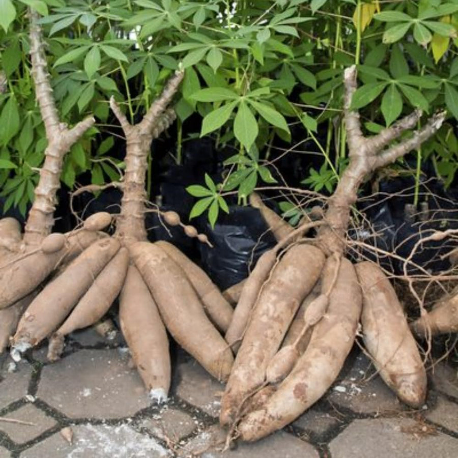 Yuca Cassava Plant Live in 4'' Pot, Sweet Yuca Roots 4-7 Inches, Vegetable for Outdoor Garden