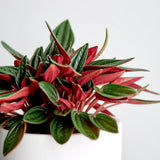 Peperomia Live Plant in 4" Pot, Easy-Care Indoor Trailing Houseplant Succulent Live (Red Green Peperomia)