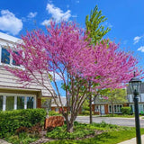 Eastern Redbud Plant Live Tree, Cold Hardy Dormant, 8 Inc to 15 Inches Tall Seedlings, Early Spring Blooms, Purple Flowers Bloom